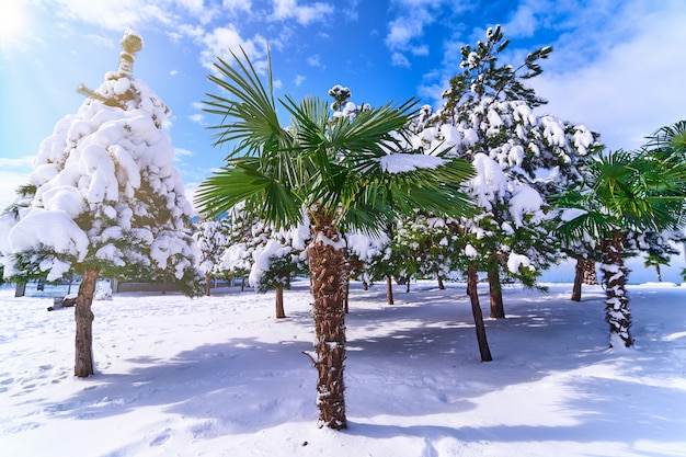 Tropische palmboom bedekt witte sneeuw