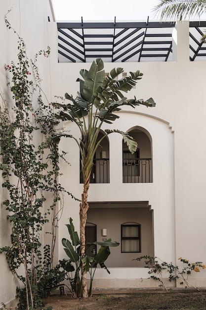 Tropische palmboom met weelderige groene bladeren in de buurt van het witte huis, resortgebouw.