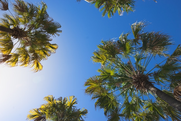 Tropische palmen op duidelijke blauwe hemelachtergrond, perspectiefmening van grond