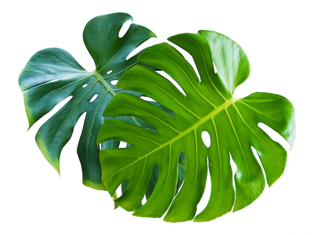 Foto tropische plant met monstera bladeren geïsoleerd.