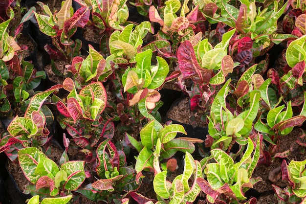 Tropische plant pot verkoop in groene markt, stockfoto?