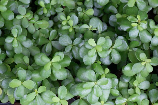 Tropische plant pot verkoop in groene markt, stockfoto?