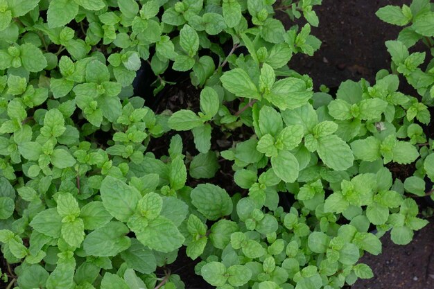 Tropische plant pot verkoop in groene markt, stockfoto?