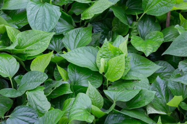 Tropische plant pot verkoop in groene markt, stockfoto?