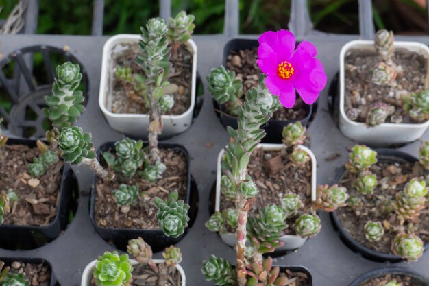 Tropische plant pot verkoop in groene markt, stockfoto?