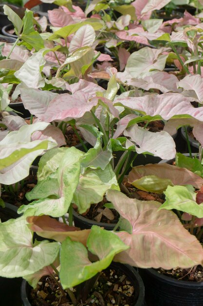 Tropische plant pot verkoop in groene markt, stockfoto?