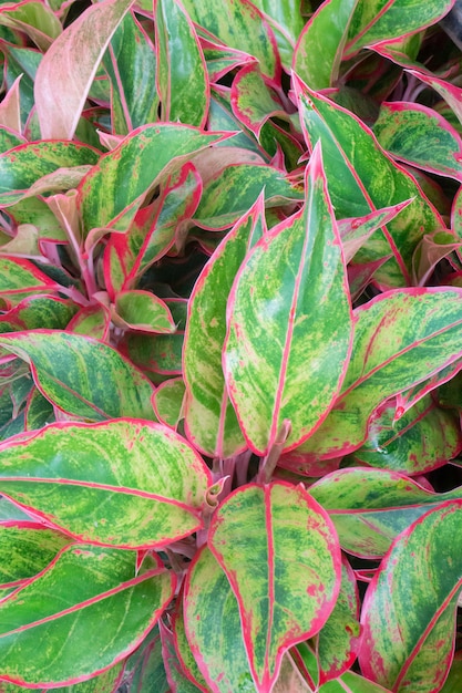 Tropische plant pot verkoop in groene markt, stockfoto?