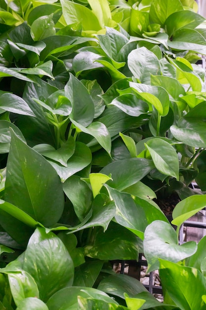 Tropische plant pot verkoop in groene markt, stockfoto?