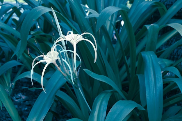 Tropische planten en bloemen