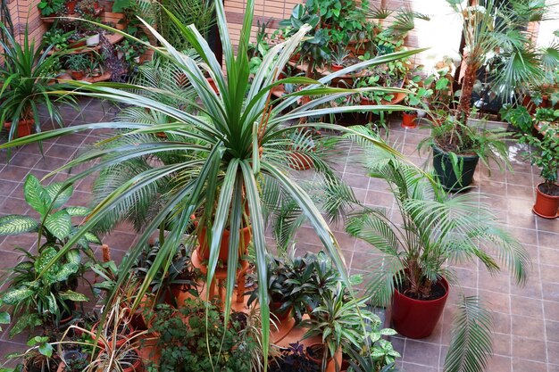 Tropische planten in bloempotten binnenshuis