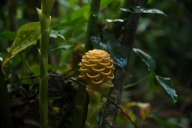 Tropische planten in de jungle