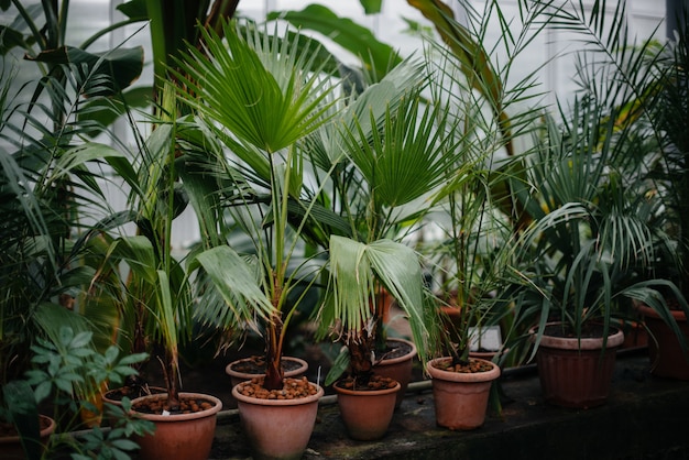 Tropische planten in potten. Broeikas, zaailingen. Tropen