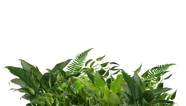 Tropische planten varens mos struik boom jungle steen rots geïsoleerd op witte achtergrond met clipping pad