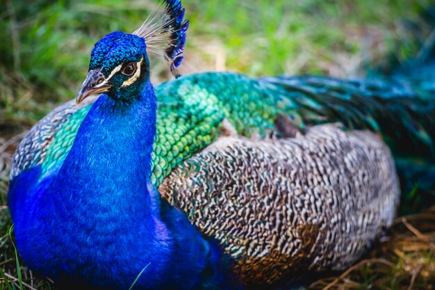 tropische, prachtige pauw met kleurrijke veren