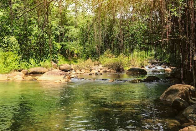 Tropische rivier met waterval. Groene jungle bos