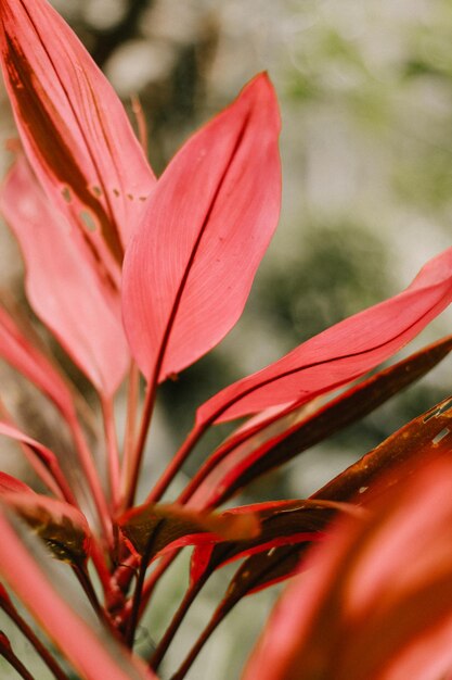 Foto tropische rode plant