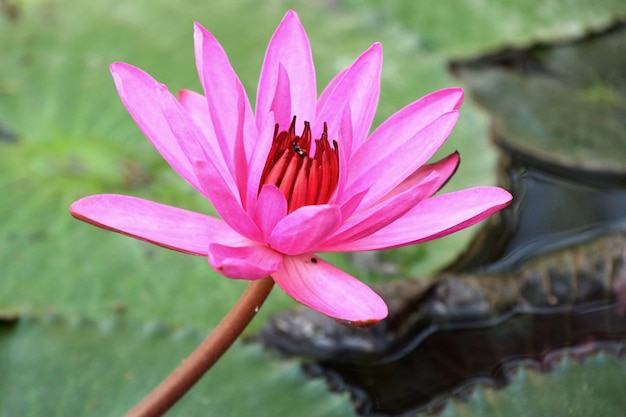 Tropische roze lotusbloem