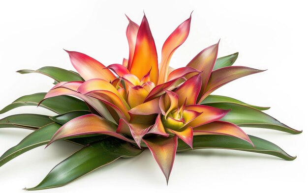 Tropische schoonheid Bromelia plant