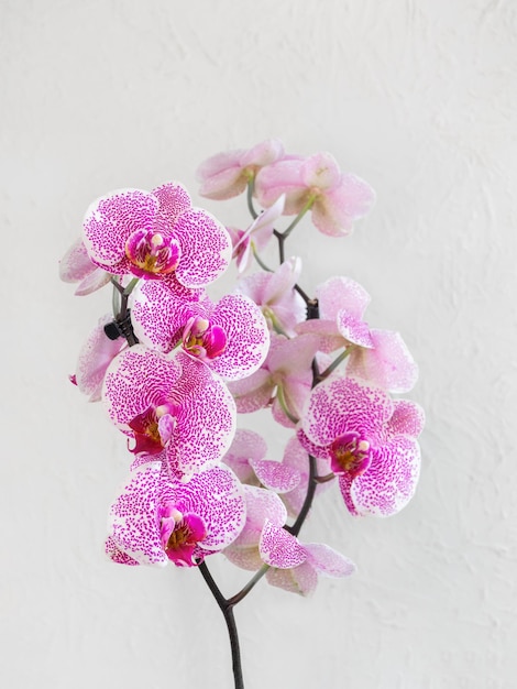 Foto tropische tak wit met kleine paarse spikkels orchideebloemen phalaenopsis pandora elegantie bekend als de moth orchid of phal flower op de witte achtergrond selectieve focus op voorgrond
