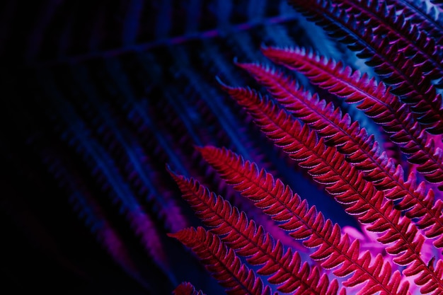 Tropische varenbladeren in neonlichtclose-up Hoog contrast