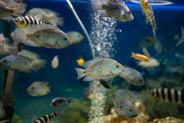 Tropische vissen akara turkoois zwemt in het aquarium