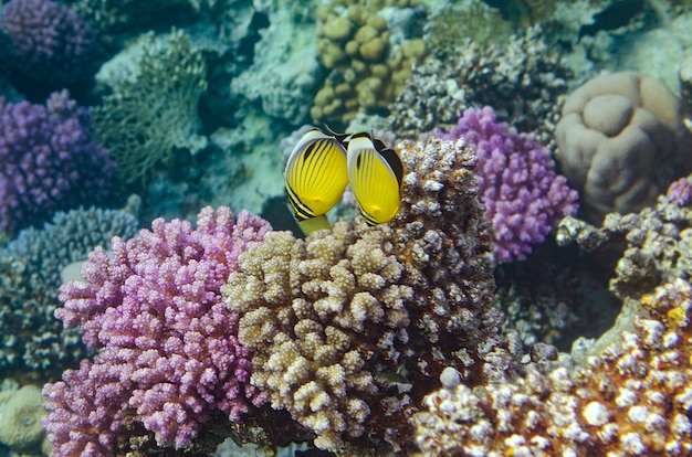 Tropische vissen en koralen in de Rode Zee, Egypte.