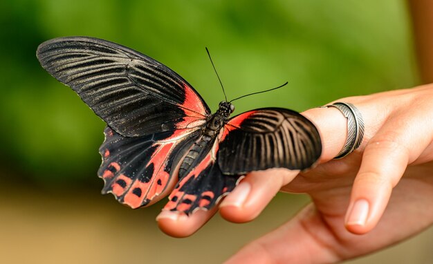 Foto tropische vlinder aan de kant van het meisje