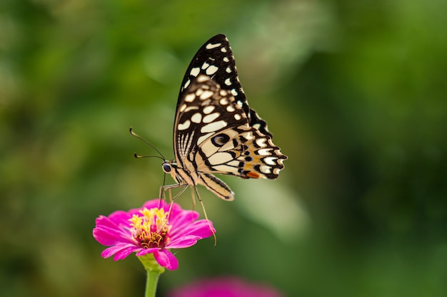 Tropische vlinder op bloem, macroschoten, vlindertuin