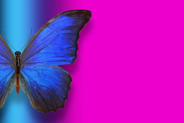 Tropische vlinder op gradiëntachtergrond