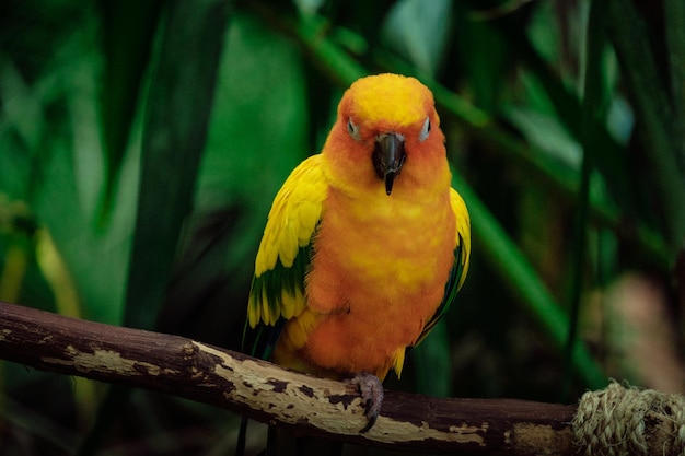 Tropische vogel in het park een biodome die een tropisch bos herschept met zijn rijke diversiteit aan planten, vogels en dieren