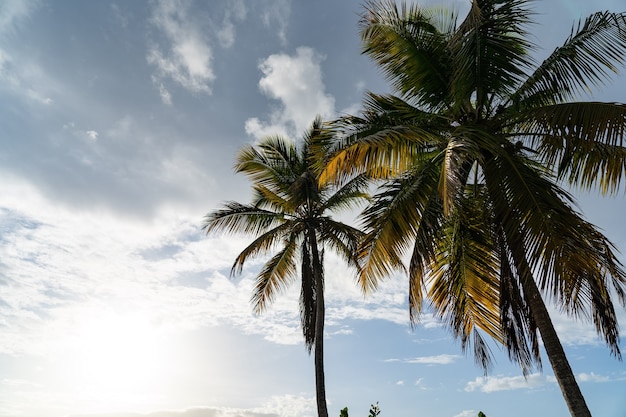 Tropische weergave met palm tree silhouet met blauwe lucht en wolken. vakantie en reizen concept.