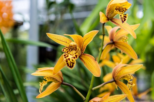 Tropische wilde orchidee