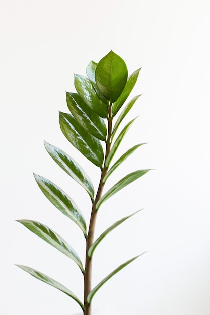 Tropische zamioculcas plant tak met bladeren op witte achtergrond