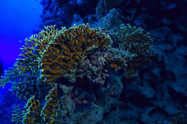 tropische zee onderwater achtergrond duiken oceaan