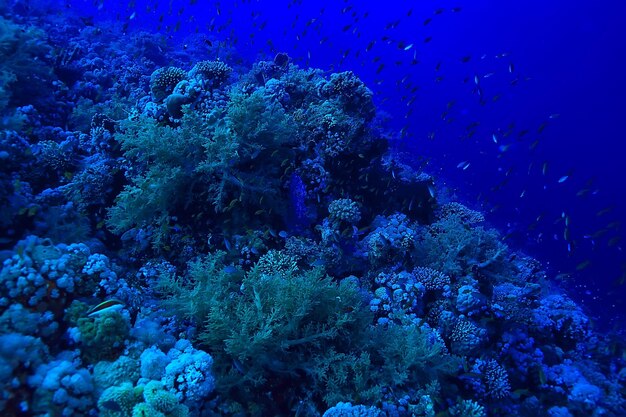 tropische zee onderwater achtergrond duiken oceaan
