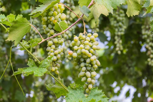 Tros druiven met groene wijnbladeren in mand op houten tafel