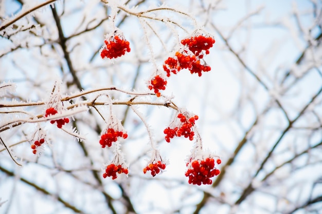 Trossen rode viburnum hangen aan de takken De bessen zijn bedekt met sneeuw Wintertijd van het jaar