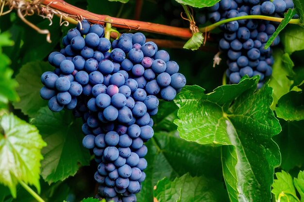 Trossen zwarte druiven hangen aan een struik met groen blad Natuurproduct voor de productie van wijn