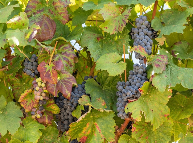 Trossen zwarte of rode druiven voor de productie van portwijn langs de hellingen van de Douro-vallei in Portugal