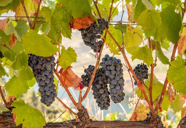 Trossen zwarte of rode druiven voor de productie van portwijn langs de hellingen van de Douro-vallei in Portugal