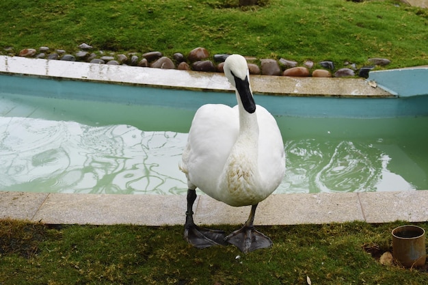 Trots gracieuze vogel Witte Zwaan