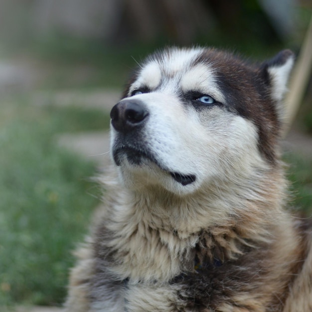 Trotse knappe jonge husky hond met hoofd in profielzitting in tuin