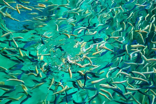 Trout fish in an artificial pond Breeding of trout for food industry Selective focus