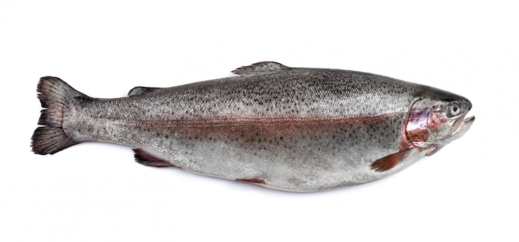 Photo trout river fish isolated