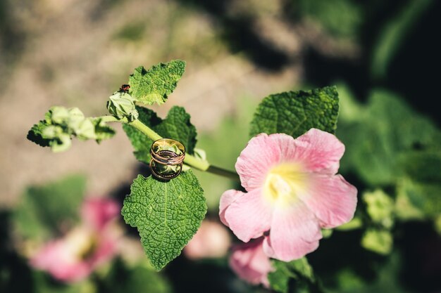 Trouwringen op een bloem