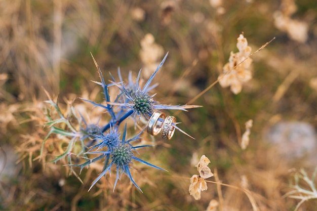 Trouwringen op zeehulstbloemen