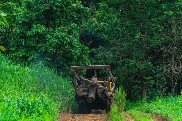 Trucks for the forestry industry.