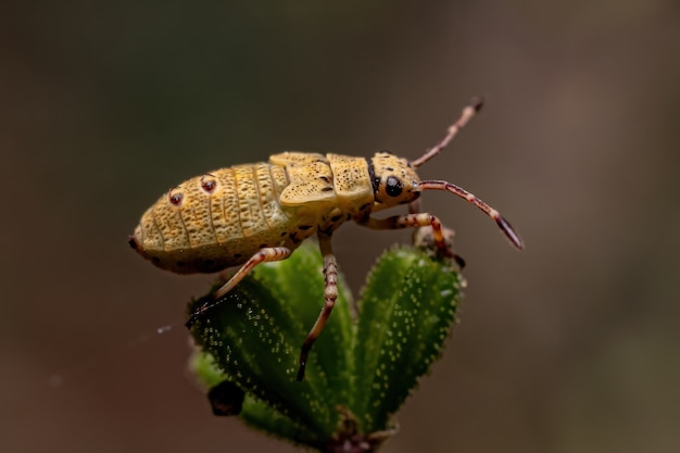 True Bug Nymph of the Suborder Heteroptera