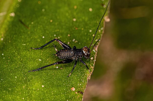 True Cricket Nymph