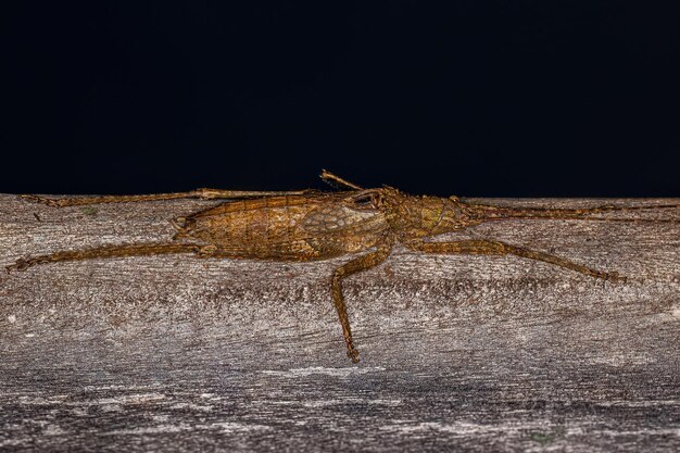 진정한 Katydid 님프